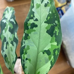 アグラオネマ　ピクタムの画像