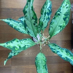 アグラオネマ　ピクタム