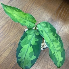 アグラオネマ　ピクタム