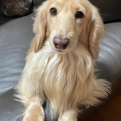心雑がありますが超元気なダックス　1歳のポッキー　 − 長野県