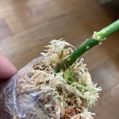 アグラオネマ　ピクタム　ラプラス箱の画像