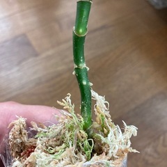 アグラオネマ　ピクタム　ラプラス箱の画像