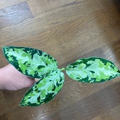 アグラオネマ　ピクタム　ラプラス箱