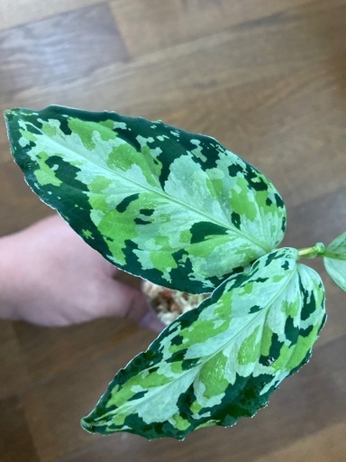 アグラオネマ　ピクタム　ラプラス箱