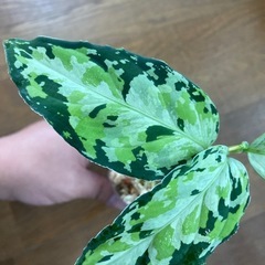 アグラオネマ　ピクタム　ラプラス箱の画像