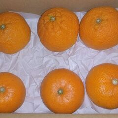 愛媛県産訳あり(キズ)🍊 せとか＋不知火各3個 (小～中玉サイズ)