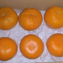 愛媛県産訳あり(キズ)🍊 せとか＋不知火各3個 (小～中玉サイズ)の画像
