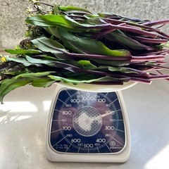 コウサイタイ紅菜花(ベニナバナ)200g
