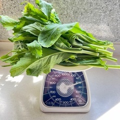 勝山水菜200g