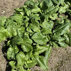 ほうれん草150g