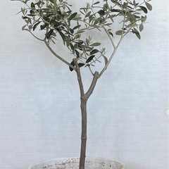 オリーブ　ミッション　全高117cm 陶器鉢の画像