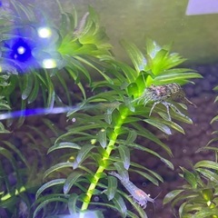 ミナミヌマエビ20匹