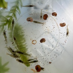（お取引き中）ミナミヌマエビ 20匹と水草か浮草　めだかのお供に