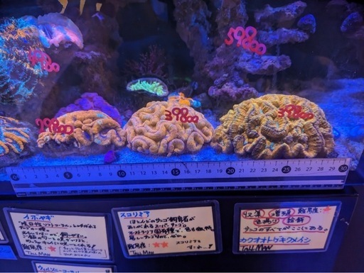 ウィルソニー