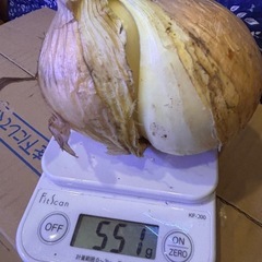 訳アリ、新玉ねぎ