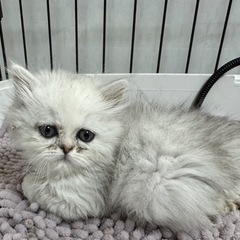 決定🌸ミヌエット🌼2ヶ月︎︎ ♀