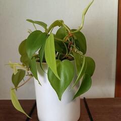 観葉植物 オキシカルジウム・ライム