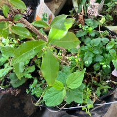 無農薬アセロラ寄せ植え鉢〜5/30まで