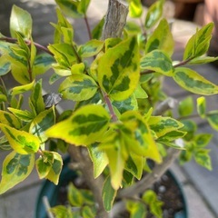 【値下げ】アベリア　植木　の画像
