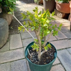 【値下げ】アベリア　植木　の画像