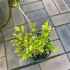 【値下げ】アベリア　植木　の画像