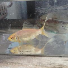 金魚　白コメット６センチぐらい