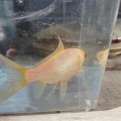 金魚　白コメット６センチぐらいの画像
