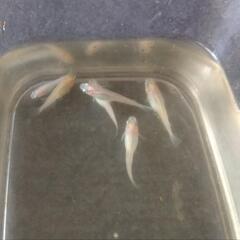紅ほっぺメダカ現物６匹500円の画像