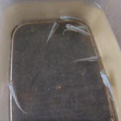 幹之メダカ現物７匹500円の画像
