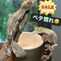 フリンジヘラオヤモリ