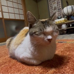 おしゃべり三毛猫【女の子】 - 里親募集