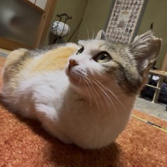 おしゃべり三毛猫【女の子】