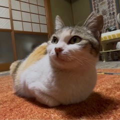 おしゃべり三毛猫【女の子】 - 福山市