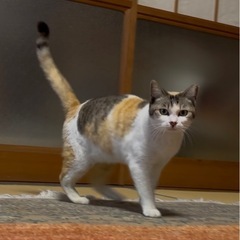 おしゃべり三毛猫【女の子】 − 広島県