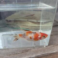 朱文金　金魚　一匹の画像