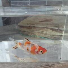朱文金　金魚　一匹の画像
