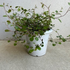 【観葉植物】ワイヤープランツ