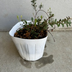 【植物・果樹】クランベリー　苗