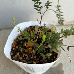 【植物・果樹】クランベリー　苗の画像