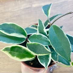 観葉植物　ホヤ　カルノーサ②