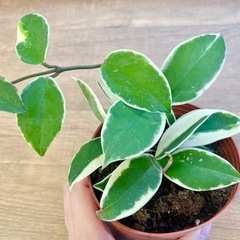 観葉植物　ホヤ　カルノーサ