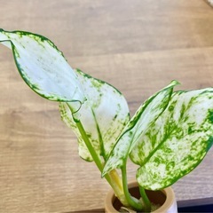 観葉植物　アグラオネマ③