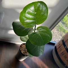 シーグレープ　観葉植物　ガーデニング　の画像