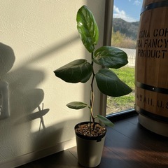 シーグレープ　観葉植物　ガーデニング　の画像