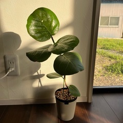 シーグレープ　観葉植物　ガーデニング　