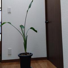 ストレリチアレギネ