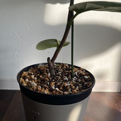 シーグレープ　観葉植物　ガーデニング　の画像