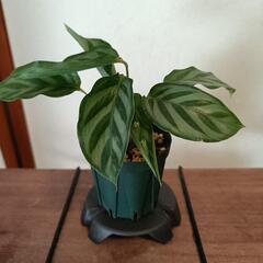 取引予定者決定しました観葉植物 カラテア・フレディ
