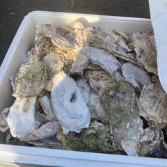 カキガラ約150枚の画像