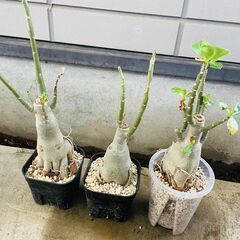 個性派アデニウム3株セット
